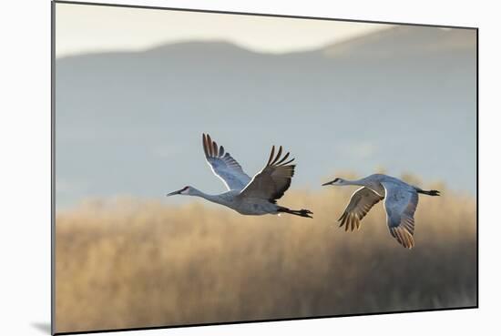 Sandhill Cranes Flying, Bosque Del Apache National Wildlife Refuge, New Mexico-Maresa Pryor-Mounted Photographic Print