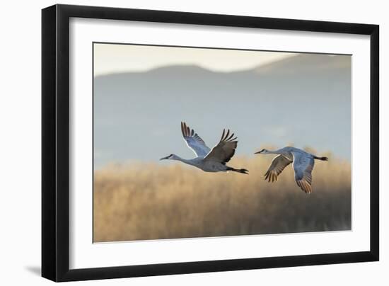 Sandhill Cranes Flying, Bosque Del Apache National Wildlife Refuge, New Mexico-Maresa Pryor-Framed Photographic Print