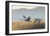 Sandhill Cranes Flying, Bosque Del Apache National Wildlife Refuge, New Mexico-Maresa Pryor-Framed Photographic Print