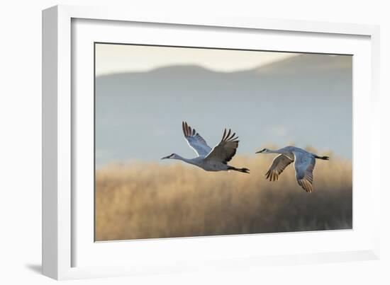 Sandhill Cranes Flying, Bosque Del Apache National Wildlife Refuge, New Mexico-Maresa Pryor-Framed Photographic Print