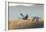 Sandhill Cranes Flying, Bosque Del Apache National Wildlife Refuge, New Mexico-Maresa Pryor-Framed Photographic Print