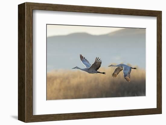 Sandhill Cranes Flying, Bosque Del Apache National Wildlife Refuge, New Mexico-Maresa Pryor-Framed Photographic Print