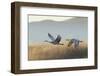 Sandhill Cranes Flying, Bosque Del Apache National Wildlife Refuge, New Mexico-Maresa Pryor-Framed Photographic Print