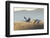 Sandhill Cranes Flying, Bosque Del Apache National Wildlife Refuge, New Mexico-Maresa Pryor-Framed Photographic Print