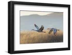 Sandhill Cranes Flying, Bosque Del Apache National Wildlife Refuge, New Mexico-Maresa Pryor-Framed Photographic Print