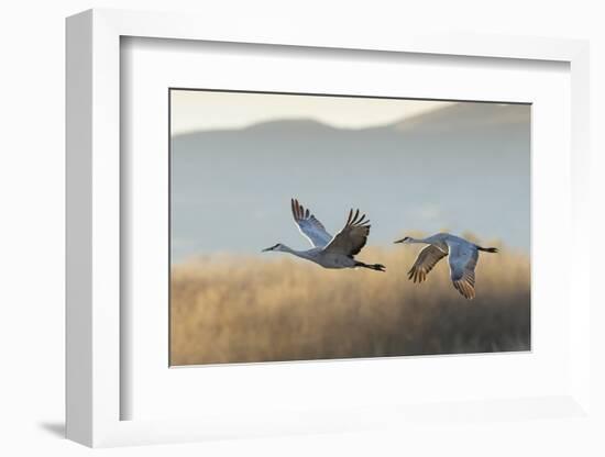 Sandhill Cranes Flying, Bosque Del Apache National Wildlife Refuge, New Mexico-Maresa Pryor-Framed Photographic Print