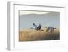 Sandhill Cranes Flying, Bosque Del Apache National Wildlife Refuge, New Mexico-Maresa Pryor-Framed Photographic Print