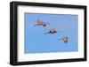 Sandhill cranes flying. Bosque del Apache National Wildlife Refuge, New Mexico-Adam Jones-Framed Photographic Print