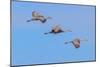 Sandhill cranes flying. Bosque del Apache National Wildlife Refuge, New Mexico-Adam Jones-Mounted Photographic Print