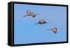 Sandhill cranes flying. Bosque del Apache National Wildlife Refuge, New Mexico-Adam Jones-Framed Stretched Canvas