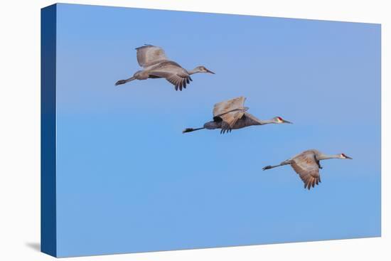 Sandhill cranes flying. Bosque del Apache National Wildlife Refuge, New Mexico-Adam Jones-Stretched Canvas