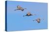 Sandhill cranes flying. Bosque del Apache National Wildlife Refuge, New Mexico-Adam Jones-Stretched Canvas