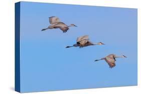 Sandhill cranes flying. Bosque del Apache National Wildlife Refuge, New Mexico-Adam Jones-Stretched Canvas