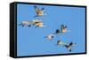 Sandhill Cranes flying in formation near Bosque de Apache National Wildlife Refuge-Howie Garber-Framed Stretched Canvas
