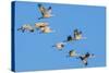 Sandhill Cranes flying in formation near Bosque de Apache National Wildlife Refuge-Howie Garber-Stretched Canvas