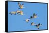 Sandhill Cranes flying in formation near Bosque de Apache National Wildlife Refuge-Howie Garber-Framed Stretched Canvas