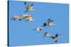 Sandhill Cranes flying in formation near Bosque de Apache National Wildlife Refuge-Howie Garber-Stretched Canvas