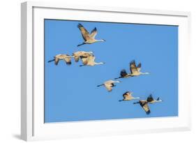 Sandhill Cranes flying in formation near Bosque de Apache National Wildlife Refuge-Howie Garber-Framed Photographic Print