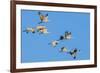 Sandhill Cranes flying in formation near Bosque de Apache National Wildlife Refuge-Howie Garber-Framed Photographic Print