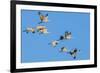 Sandhill Cranes flying in formation near Bosque de Apache National Wildlife Refuge-Howie Garber-Framed Photographic Print