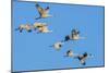 Sandhill Cranes Flying in Formation Near Bosque de Apache NWR-Howie Garber-Mounted Photographic Print