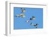 Sandhill Cranes Flying in Formation Near Bosque de Apache NWR-Howie Garber-Framed Photographic Print