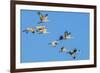 Sandhill Cranes Flying in Formation Near Bosque de Apache NWR-Howie Garber-Framed Photographic Print