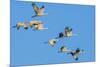 Sandhill Cranes Flying in Formation Near Bosque de Apache NWR-Howie Garber-Mounted Photographic Print