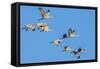 Sandhill Cranes Flying in Formation Near Bosque de Apache NWR-Howie Garber-Framed Stretched Canvas