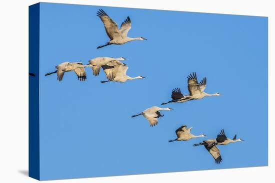 Sandhill Cranes Flying in Formation Near Bosque de Apache NWR-Howie Garber-Stretched Canvas