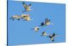 Sandhill Cranes Flying in Formation Near Bosque de Apache NWR-Howie Garber-Stretched Canvas