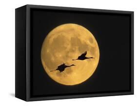 Sandhill Cranes Flying in Front of Full Moon, Bosque Del Apache National Wildlife Reserve-Ellen Anon-Framed Stretched Canvas