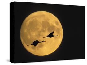 Sandhill Cranes Flying in Front of Full Moon, Bosque Del Apache National Wildlife Reserve-Ellen Anon-Stretched Canvas