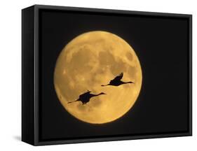 Sandhill Cranes Flying in Front of Full Moon, Bosque Del Apache National Wildlife Reserve-Ellen Anon-Framed Stretched Canvas