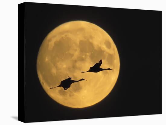 Sandhill Cranes Flying in Front of Full Moon, Bosque Del Apache National Wildlife Reserve-Ellen Anon-Stretched Canvas