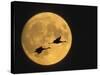 Sandhill Cranes Flying in Front of Full Moon, Bosque Del Apache National Wildlife Reserve-Ellen Anon-Stretched Canvas