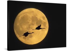 Sandhill Cranes Flying in Front of Full Moon, Bosque Del Apache National Wildlife Reserve-Ellen Anon-Stretched Canvas
