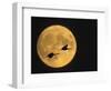 Sandhill Cranes Flying in Front of Full Moon, Bosque Del Apache National Wildlife Reserve-Ellen Anon-Framed Photographic Print