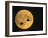 Sandhill Cranes Flying in Front of Full Moon, Bosque Del Apache National Wildlife Reserve-Ellen Anon-Framed Photographic Print