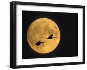 Sandhill Cranes Flying in Front of Full Moon, Bosque Del Apache National Wildlife Reserve-Ellen Anon-Framed Photographic Print