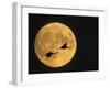 Sandhill Cranes Flying in Front of Full Moon, Bosque Del Apache National Wildlife Reserve-Ellen Anon-Framed Photographic Print