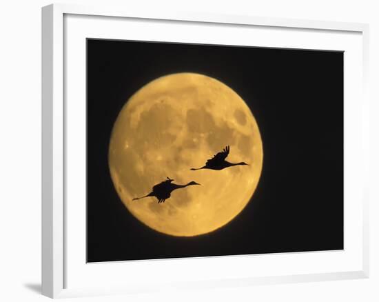 Sandhill Cranes Flying in Front of Full Moon, Bosque Del Apache National Wildlife Reserve-Ellen Anon-Framed Photographic Print