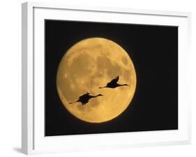 Sandhill Cranes Flying in Front of Full Moon, Bosque Del Apache National Wildlife Reserve-Ellen Anon-Framed Photographic Print