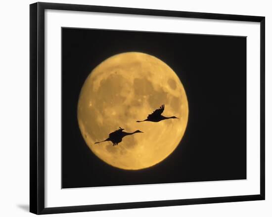 Sandhill Cranes Flying in Front of Full Moon, Bosque Del Apache National Wildlife Reserve-Ellen Anon-Framed Photographic Print