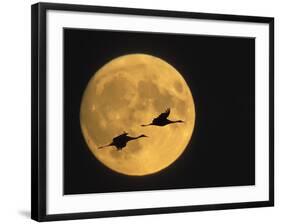 Sandhill Cranes Flying in Front of Full Moon, Bosque Del Apache National Wildlife Reserve-Ellen Anon-Framed Photographic Print