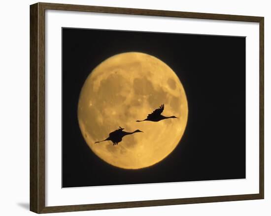 Sandhill Cranes Flying in Front of Full Moon, Bosque Del Apache National Wildlife Reserve-Ellen Anon-Framed Photographic Print