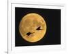 Sandhill Cranes Flying in Front of Full Moon, Bosque Del Apache National Wildlife Reserve-Ellen Anon-Framed Photographic Print