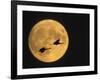 Sandhill Cranes Flying in Front of Full Moon, Bosque Del Apache National Wildlife Reserve-Ellen Anon-Framed Photographic Print