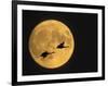 Sandhill Cranes Flying in Front of Full Moon, Bosque Del Apache National Wildlife Reserve-Ellen Anon-Framed Photographic Print