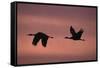 Sandhill Cranes Flying-DLILLC-Framed Stretched Canvas